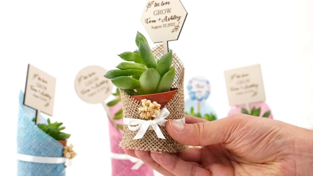 Burlap-Wrapped Live Succulent Wedding Favors