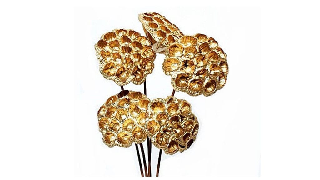 Golden Lotus Pods with Branches - 5 Stems