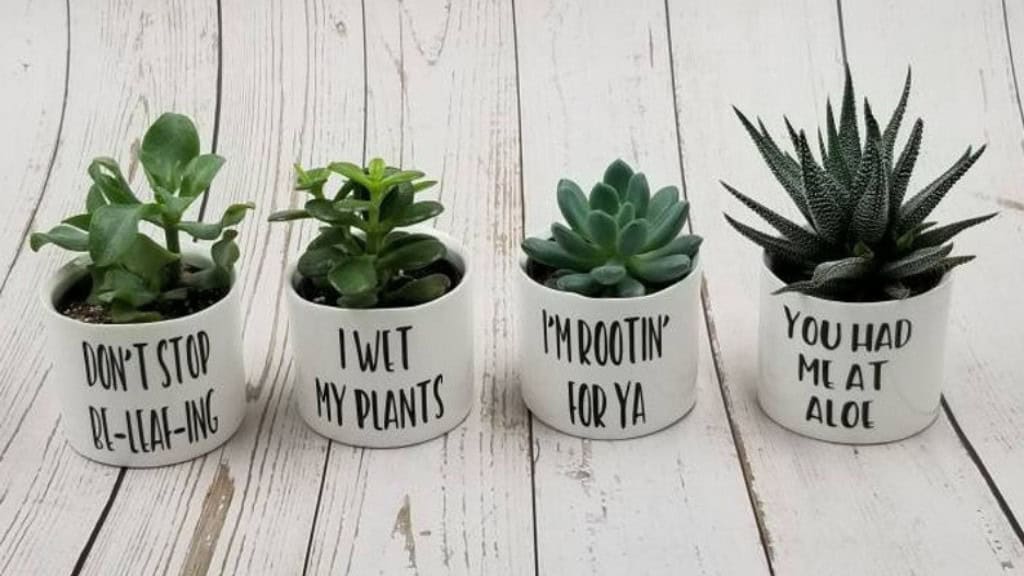 Punny Plant White Ceramic Succulent Pots