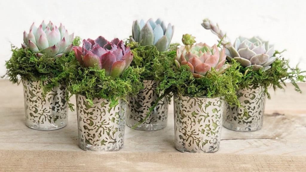Succulent Rosette in Silver Lace Planter