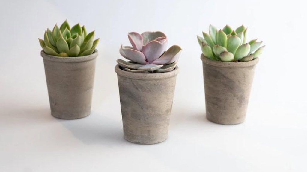 1.75" Mini Assorted Succulents Bulk Pack
