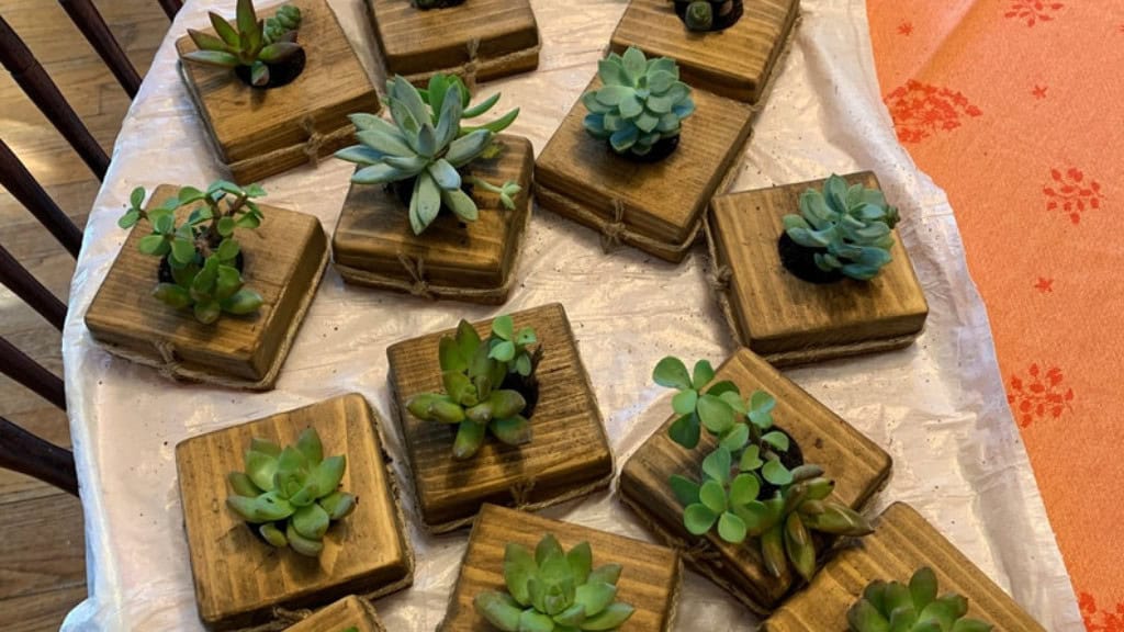 Wood-Potted Living Succulent Set