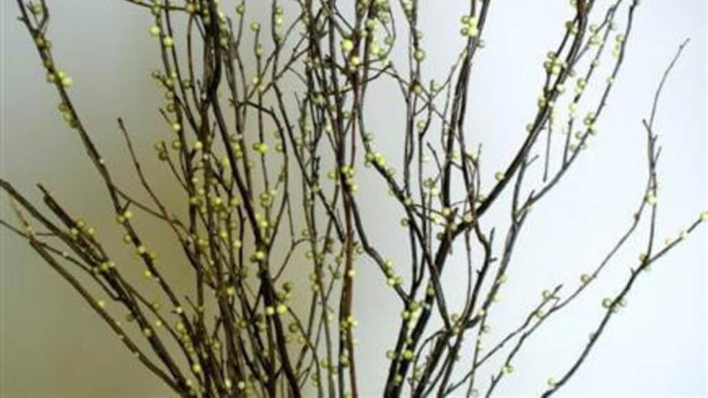 20" Lime Berry Sweet Huck Decorative Branches
