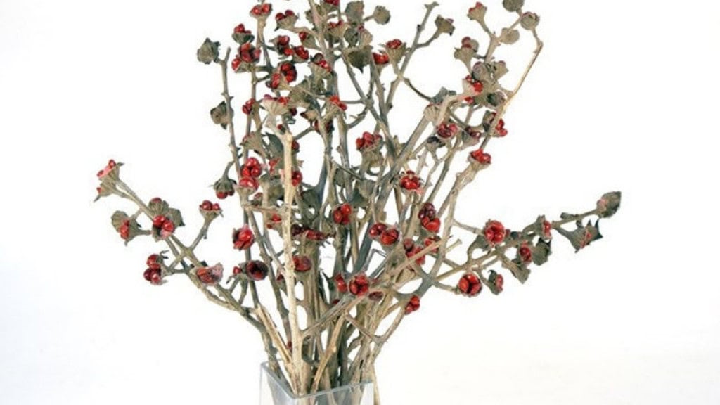 Natural Ravina Decorative Sticks