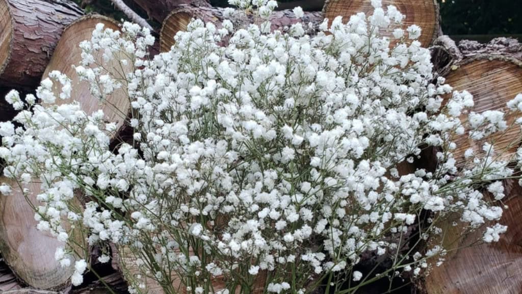 Preserved Baby's Breath Flowers - Medium to Large