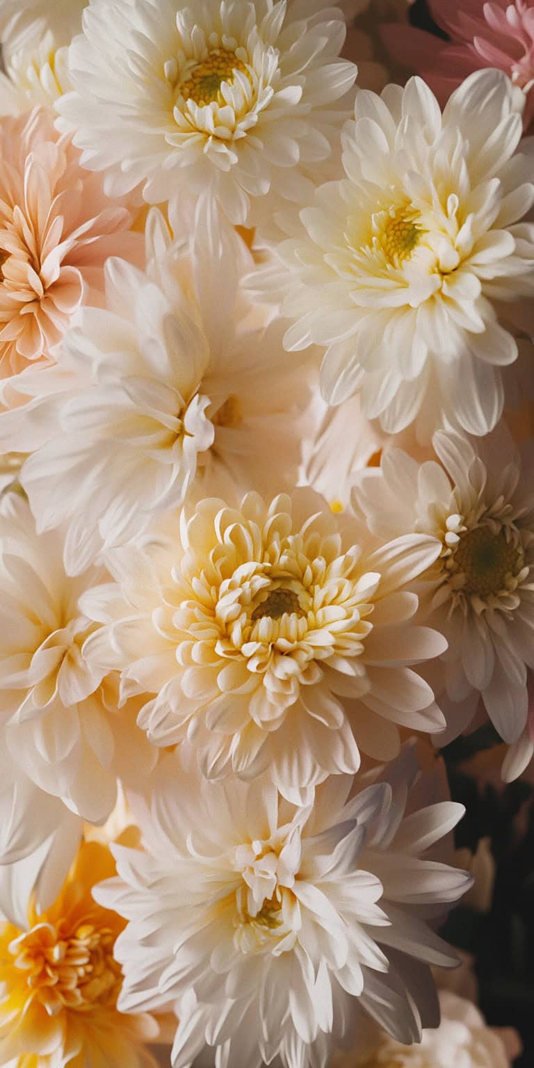 Chrysanthemum 1