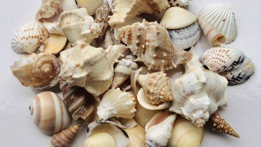 Mix-Beach Wedding Decor Seashells 8oz