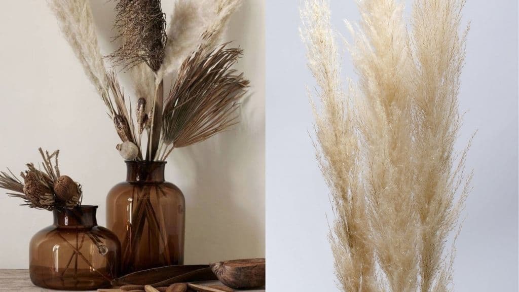 Cream Pampas Grass