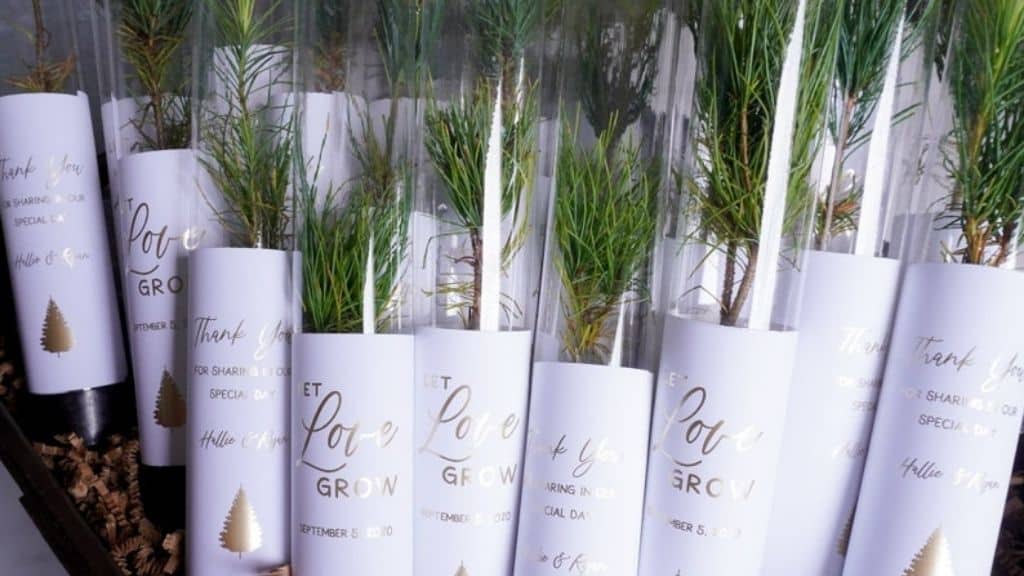 Let Love Grow Pine Seedling Wedding Favors