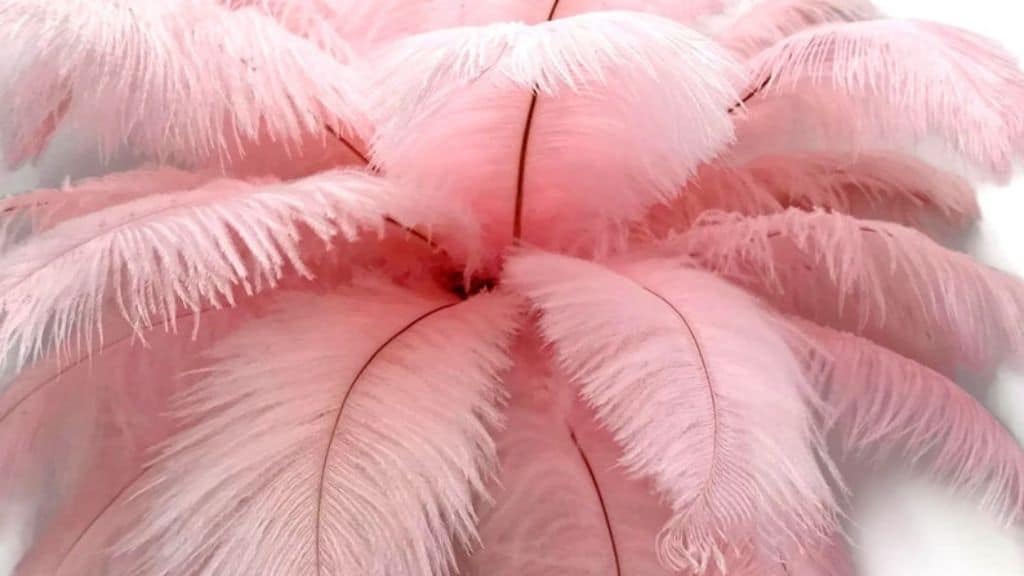 Large Ostrich Feathers 14-17 Inches