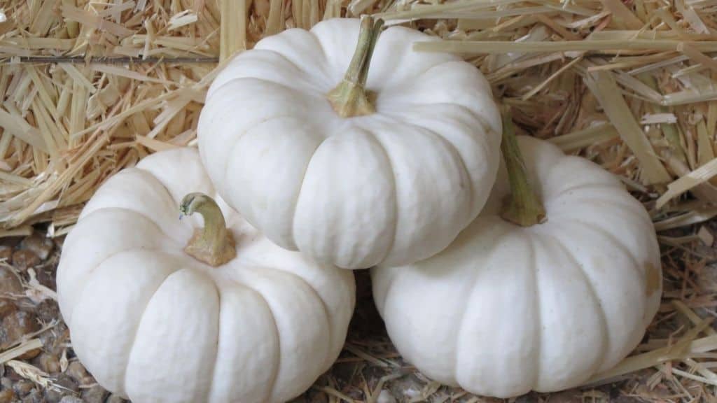 White Pumpkins - Edible & Ornamental
