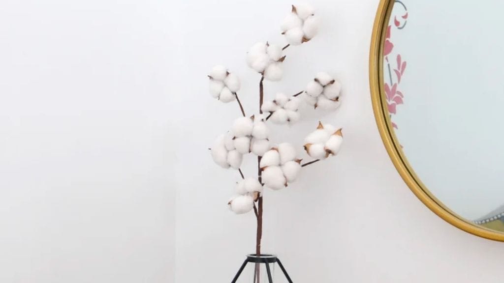 Cotton Branch Stem with 5-6 Heads