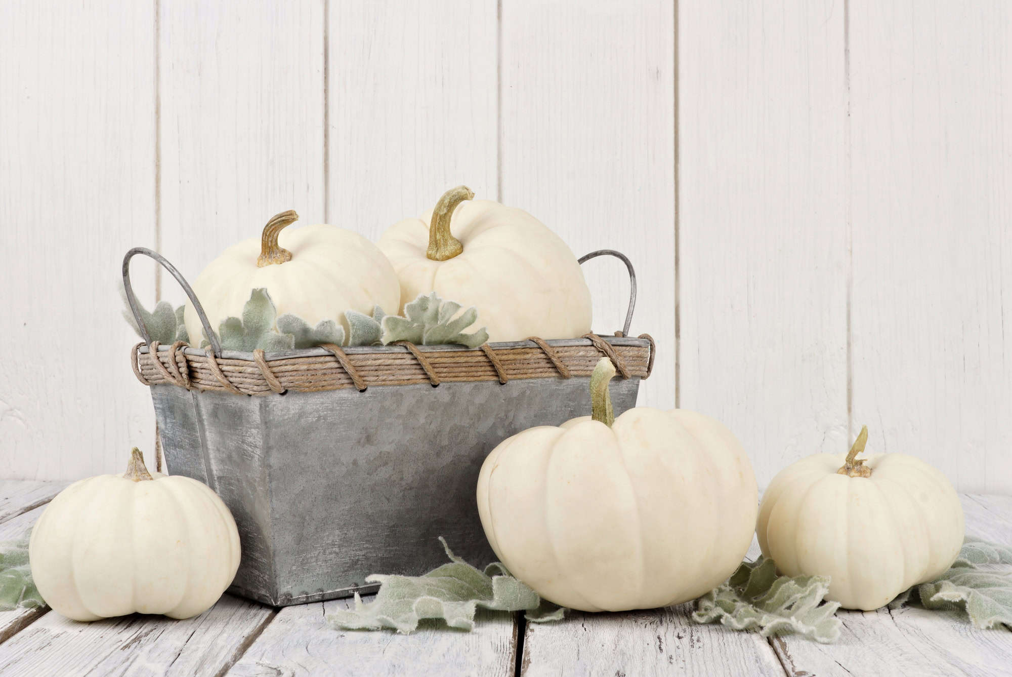 White Pumpkin Centerpieces For A Wedding