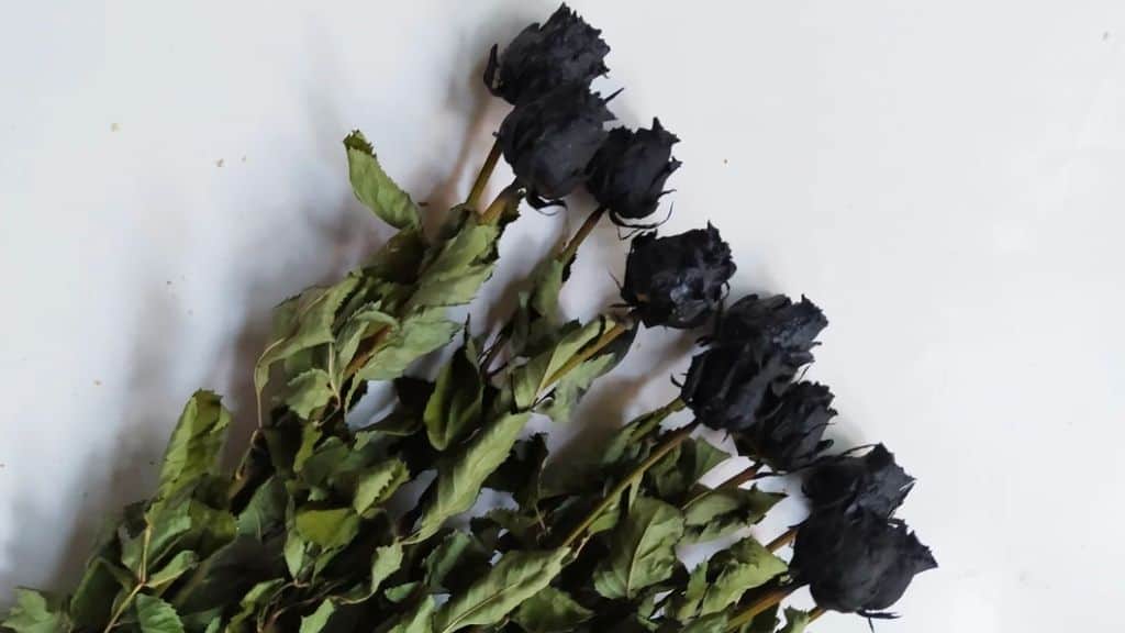 Dried Black Roses Bunch Colored