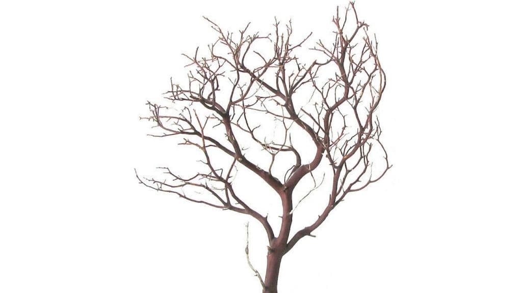 Natural Red Manzanita Branch for Centerpieces