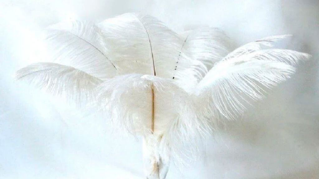 White Ostrich Feather Centerpiece - 50 Pieces
