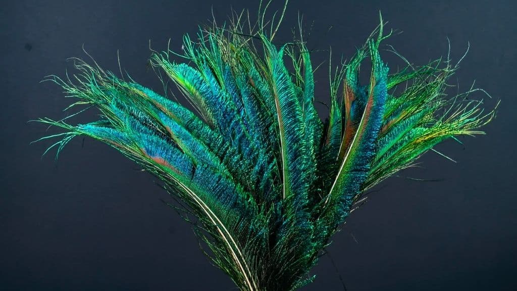 Natural Peacock Feathers 25-30 cm