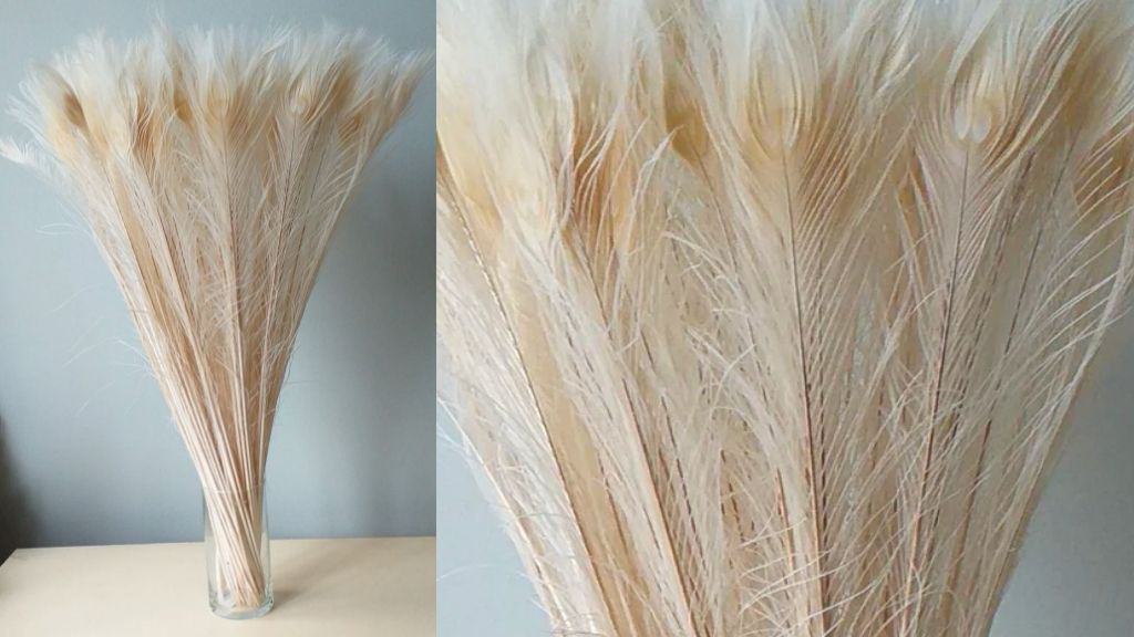White Peacock Tail Feathers - Pack of 8