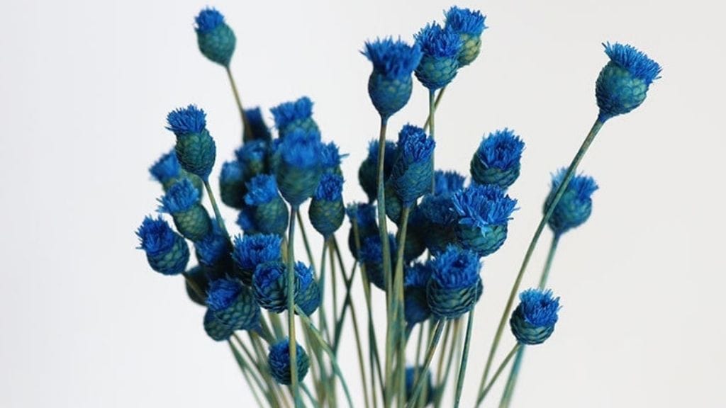Brazilian Dry Flower Branches