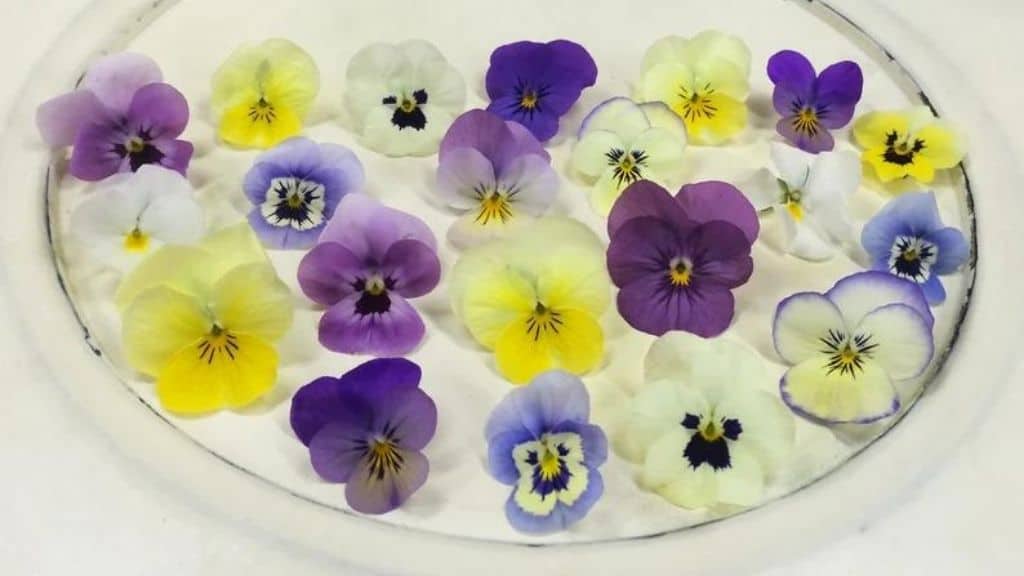 Edible Viola Flowers for Culinary Use