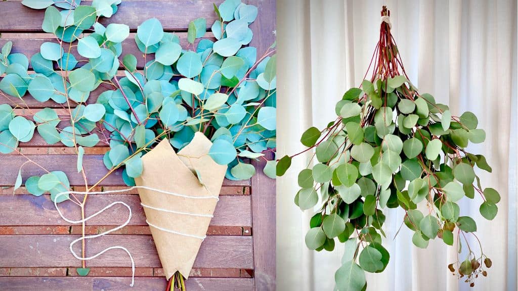 Silver Dollar Eucalyptus Stems