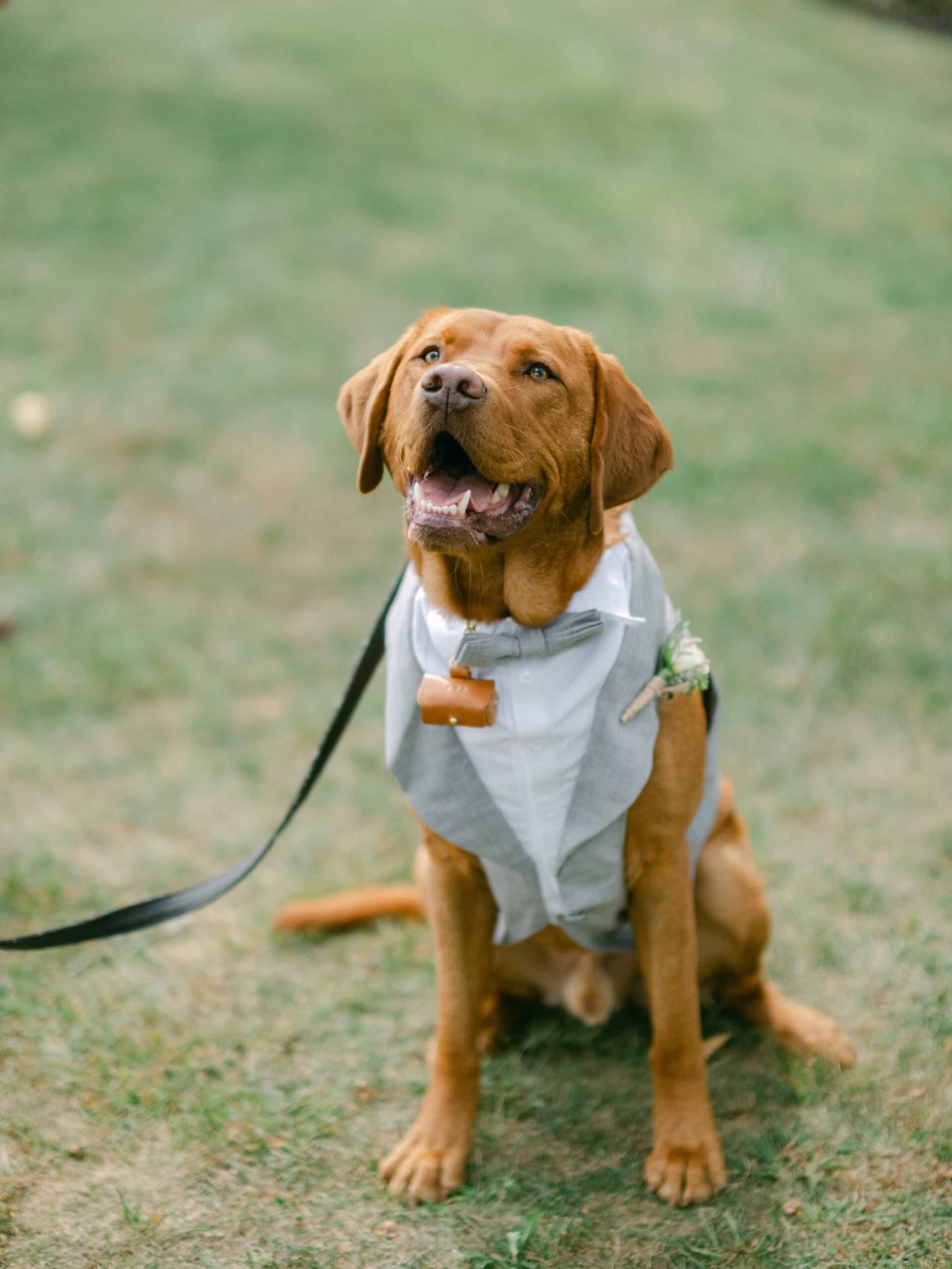 cute dog in a tailcoat at a wedding