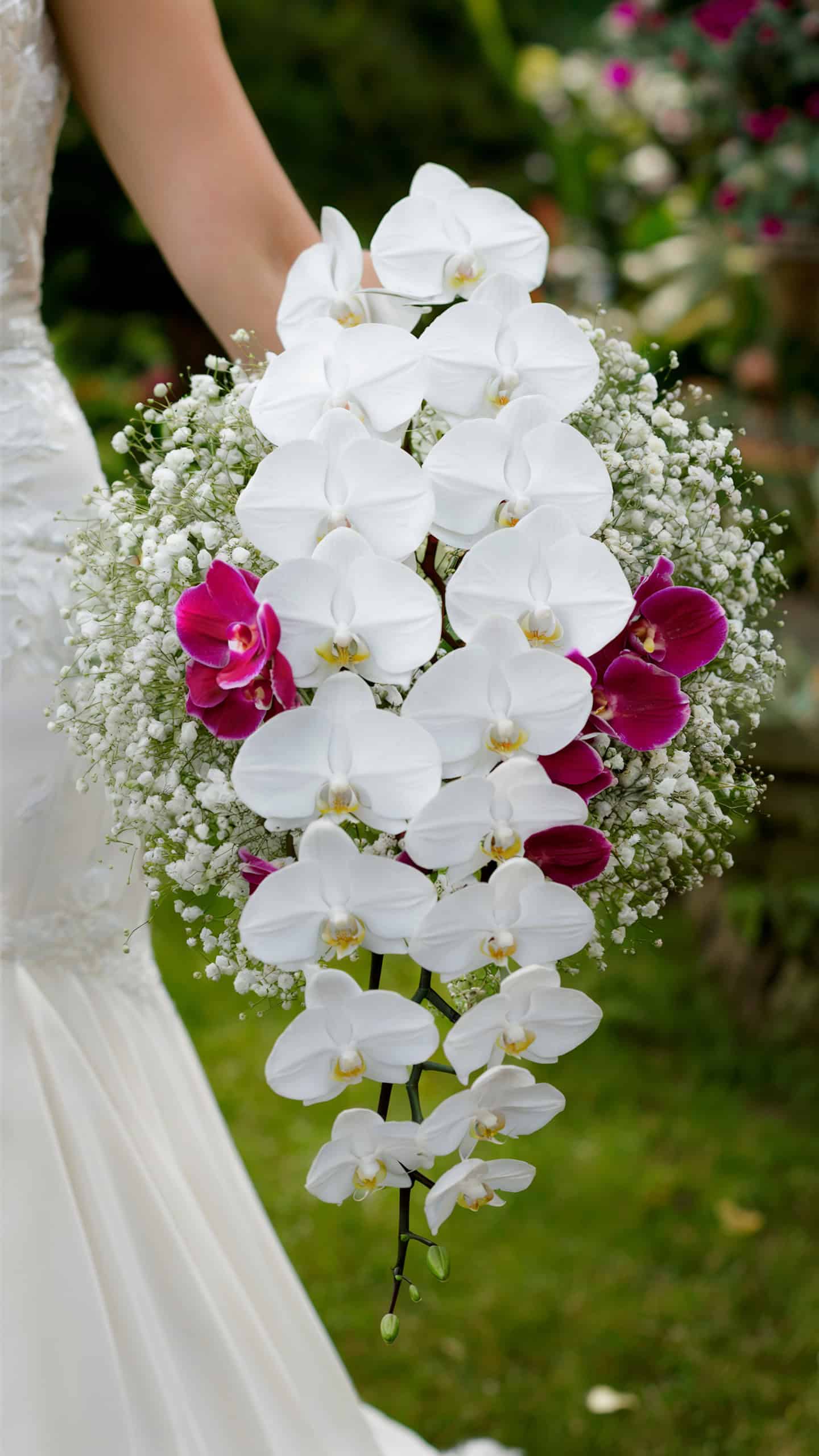 Elegant Orchids