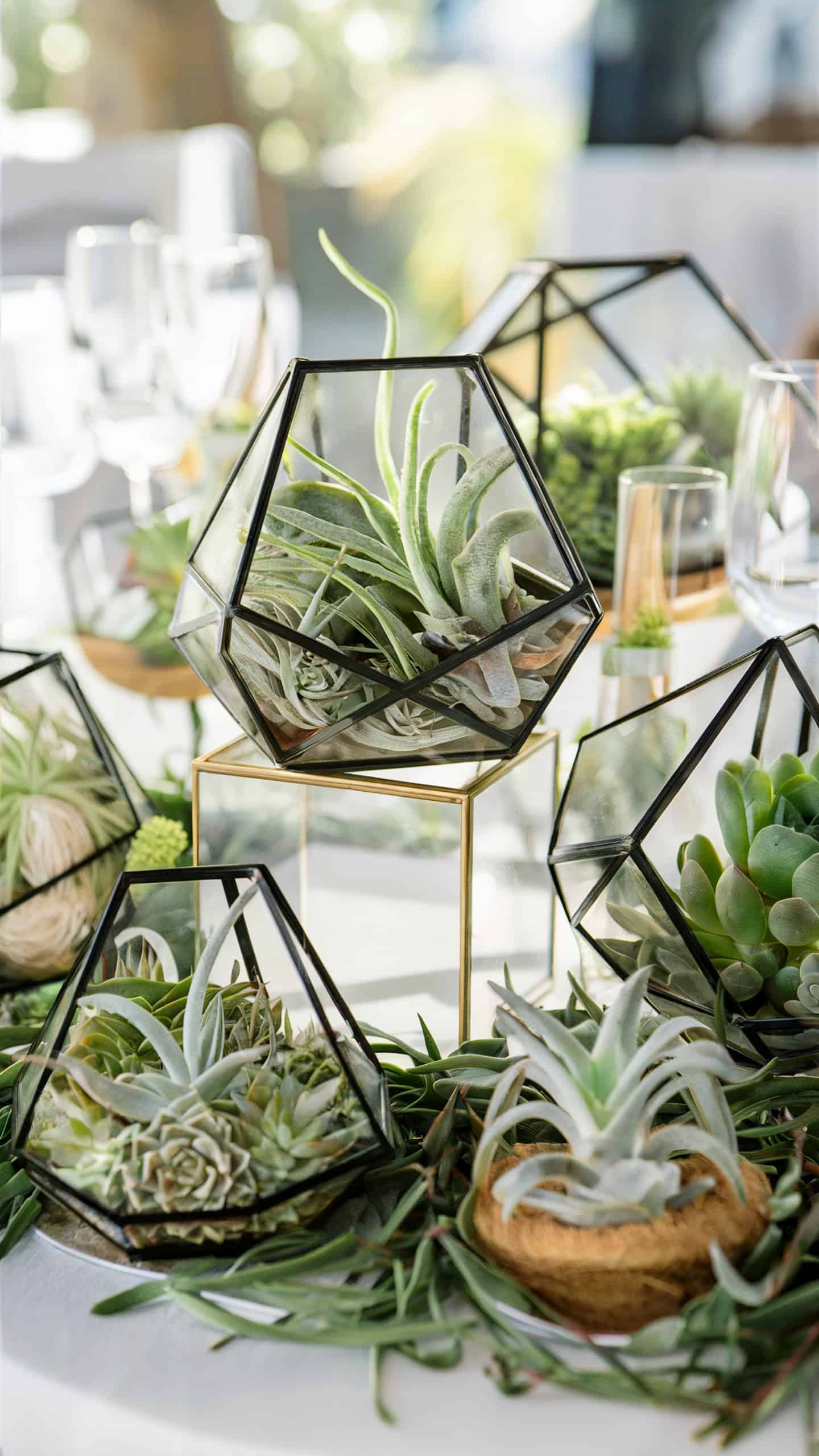 Geometric Terrariums