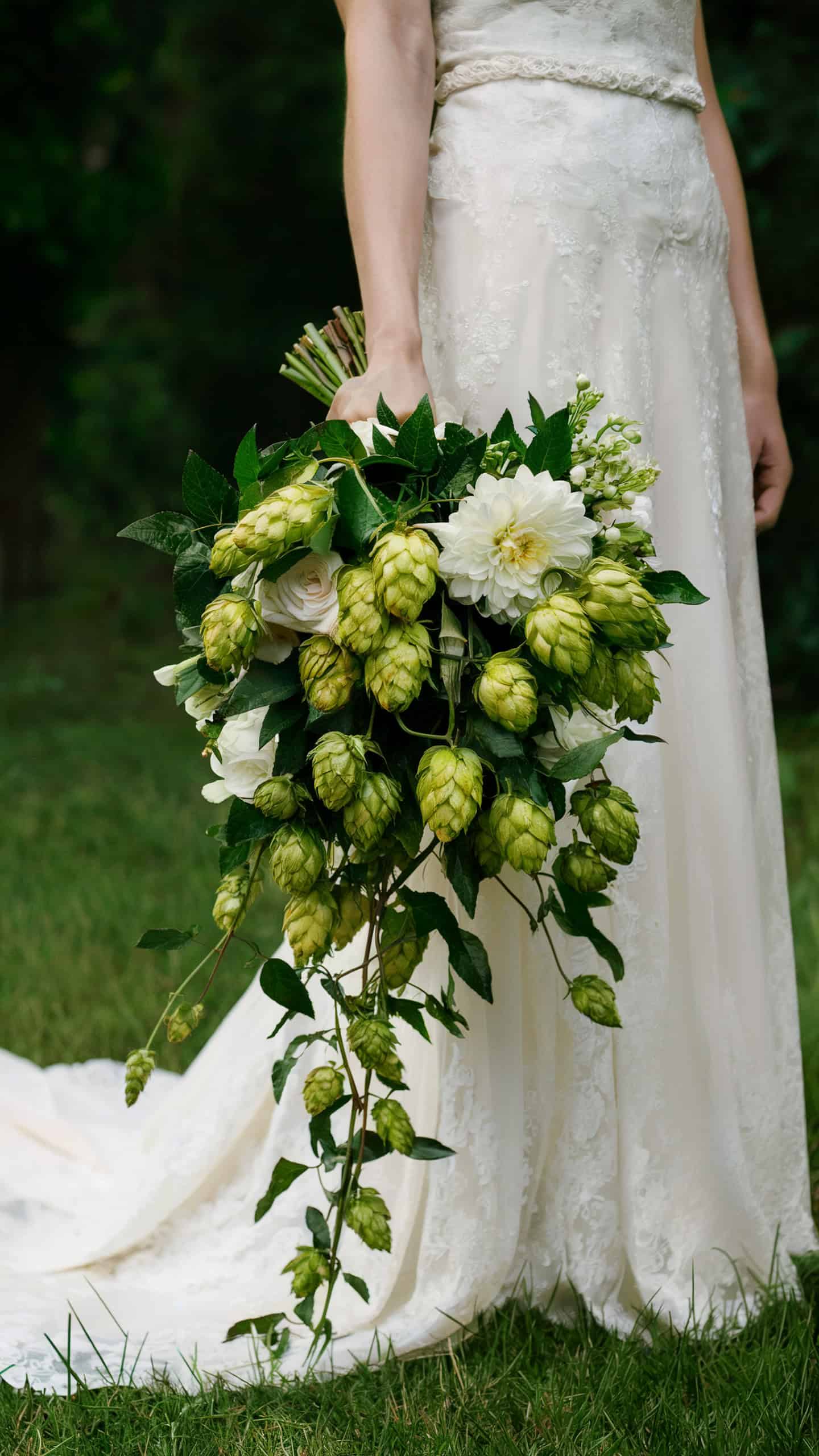 Hops Vine