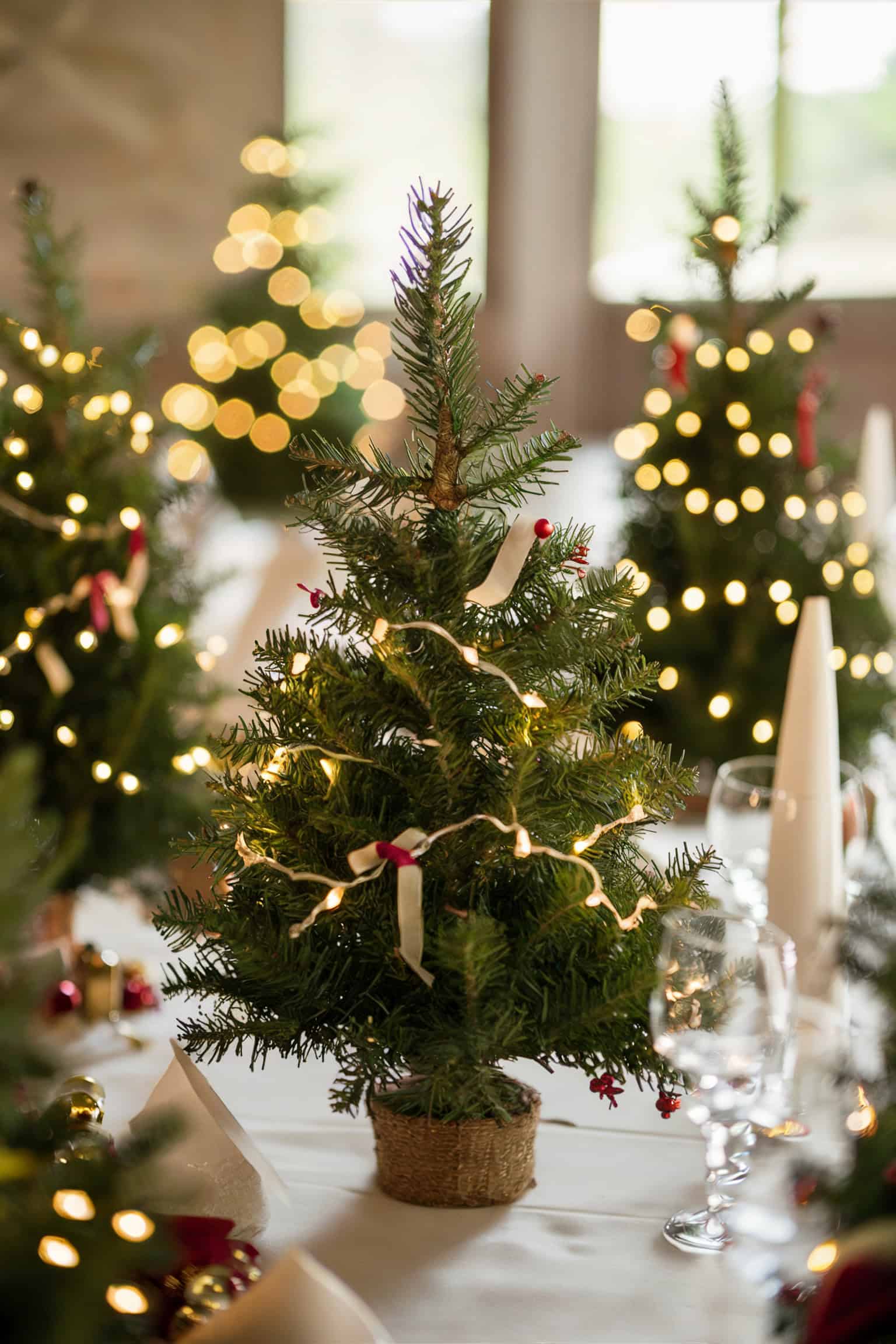 Mini Christmas Trees with Fairy Lights