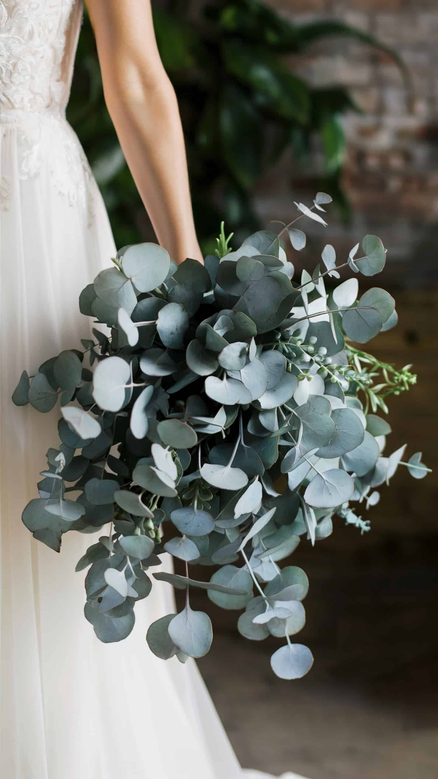 Silver Dollar Leaves