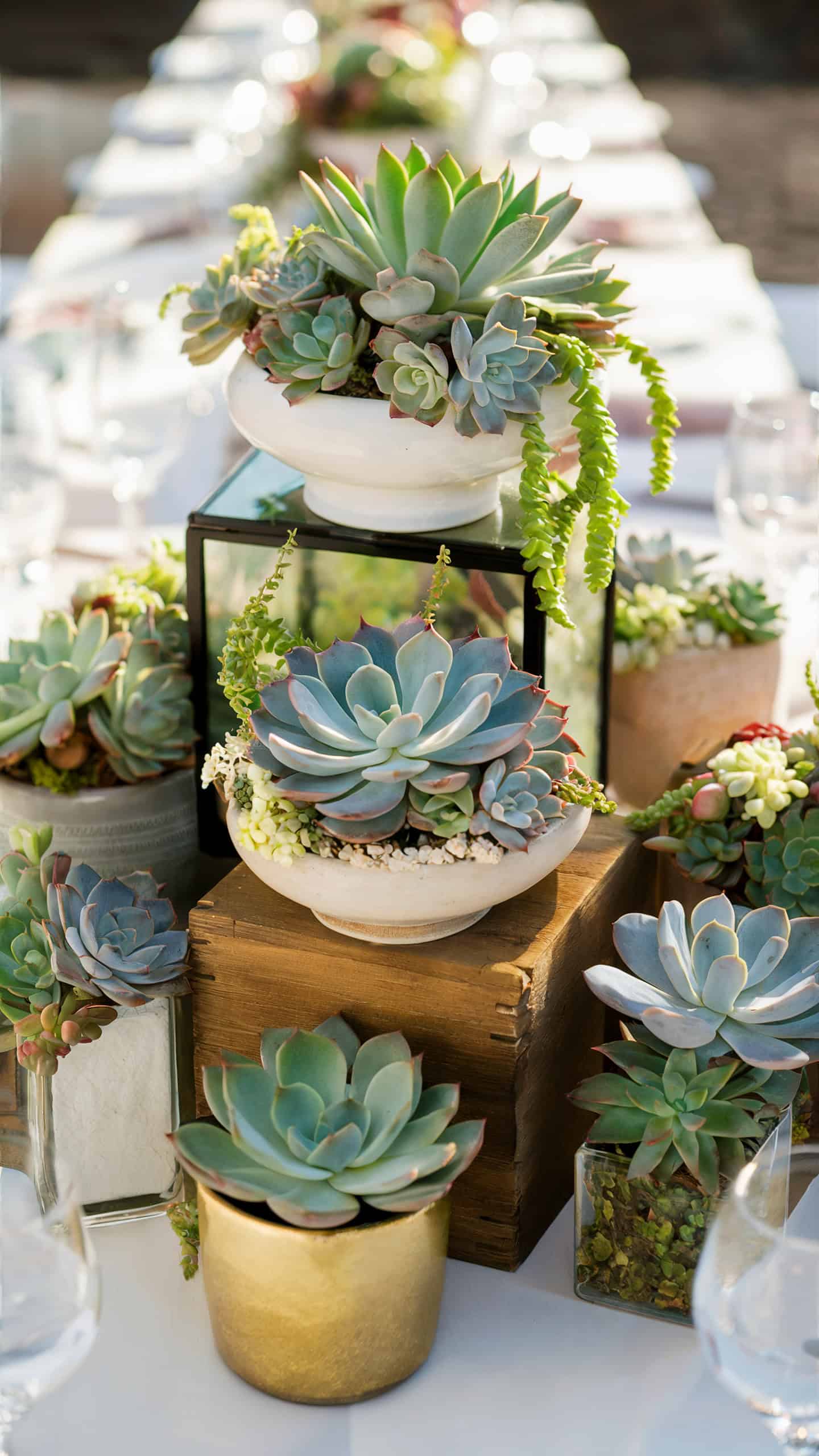 Succulent Pots