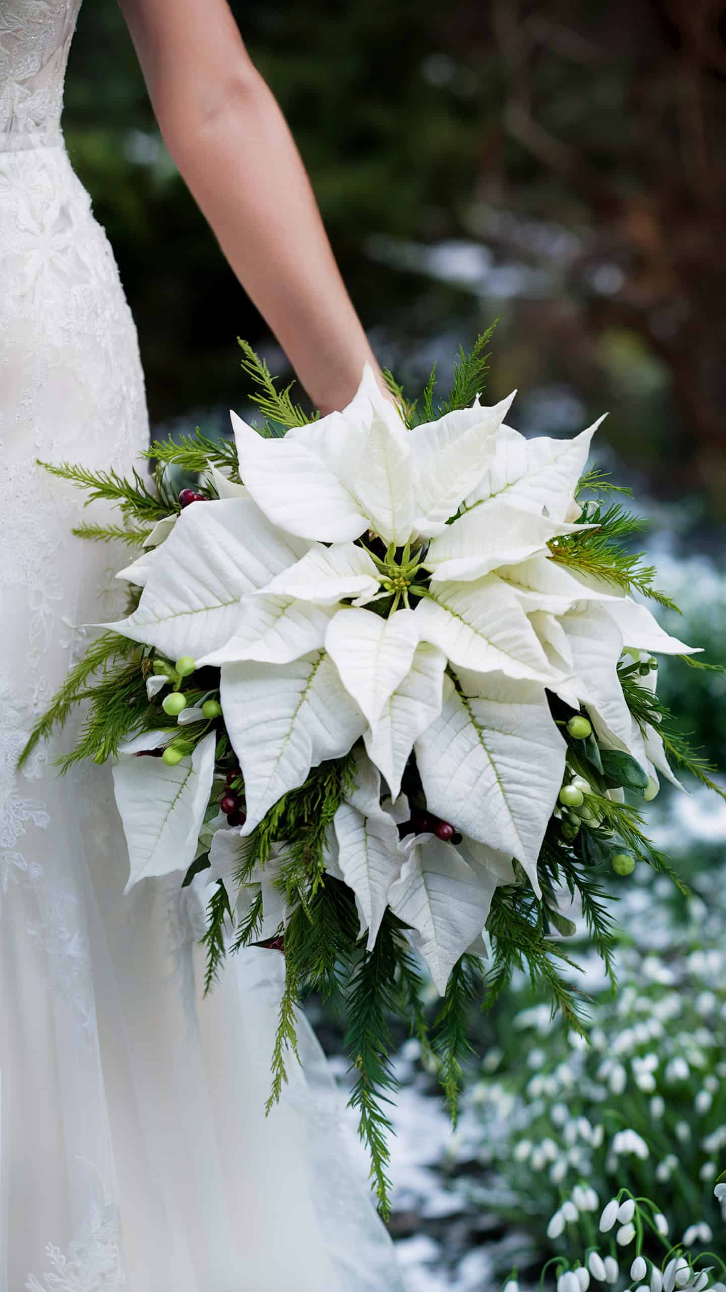 Winter White Poinsettias