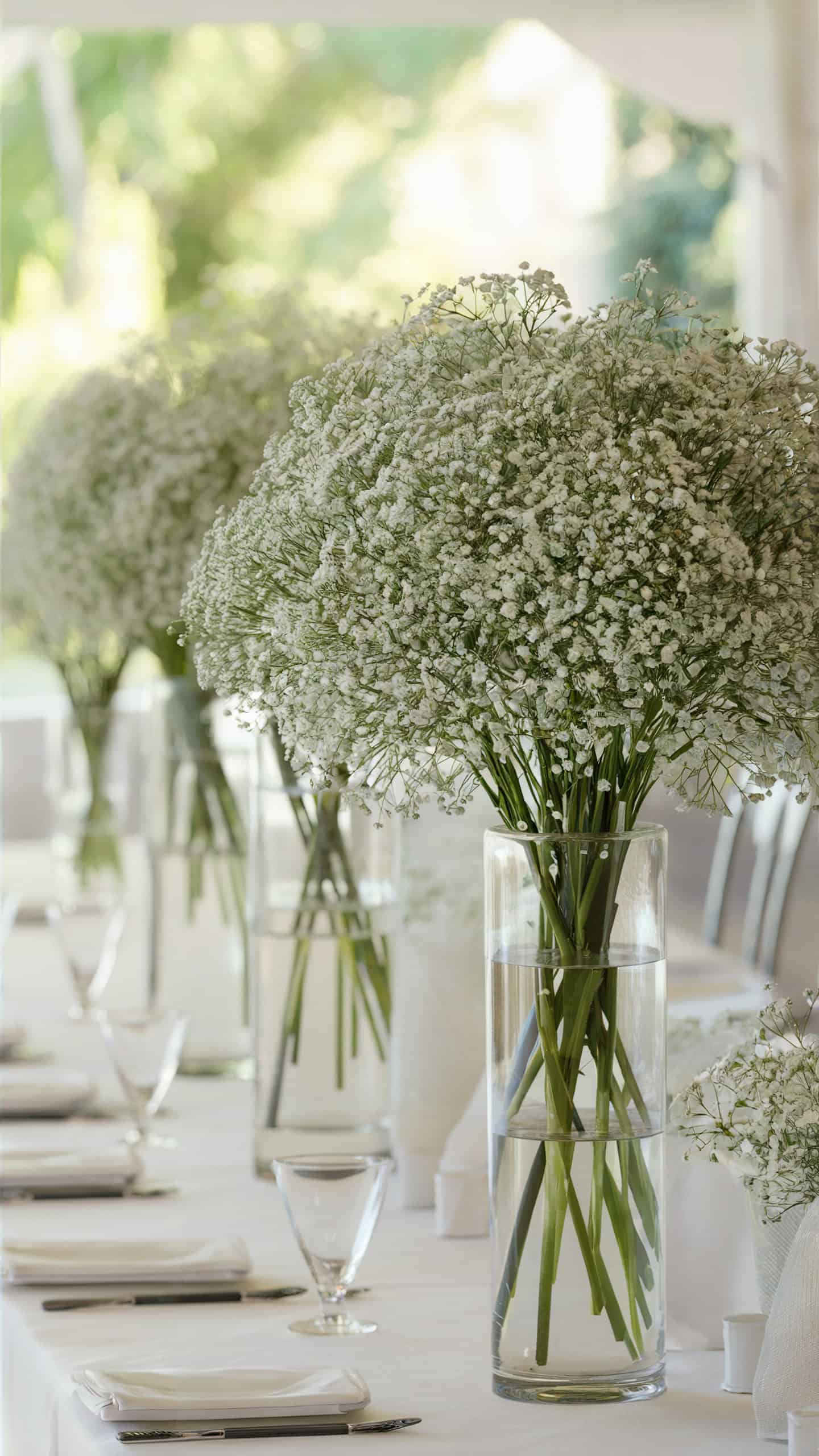 Baby's Breath