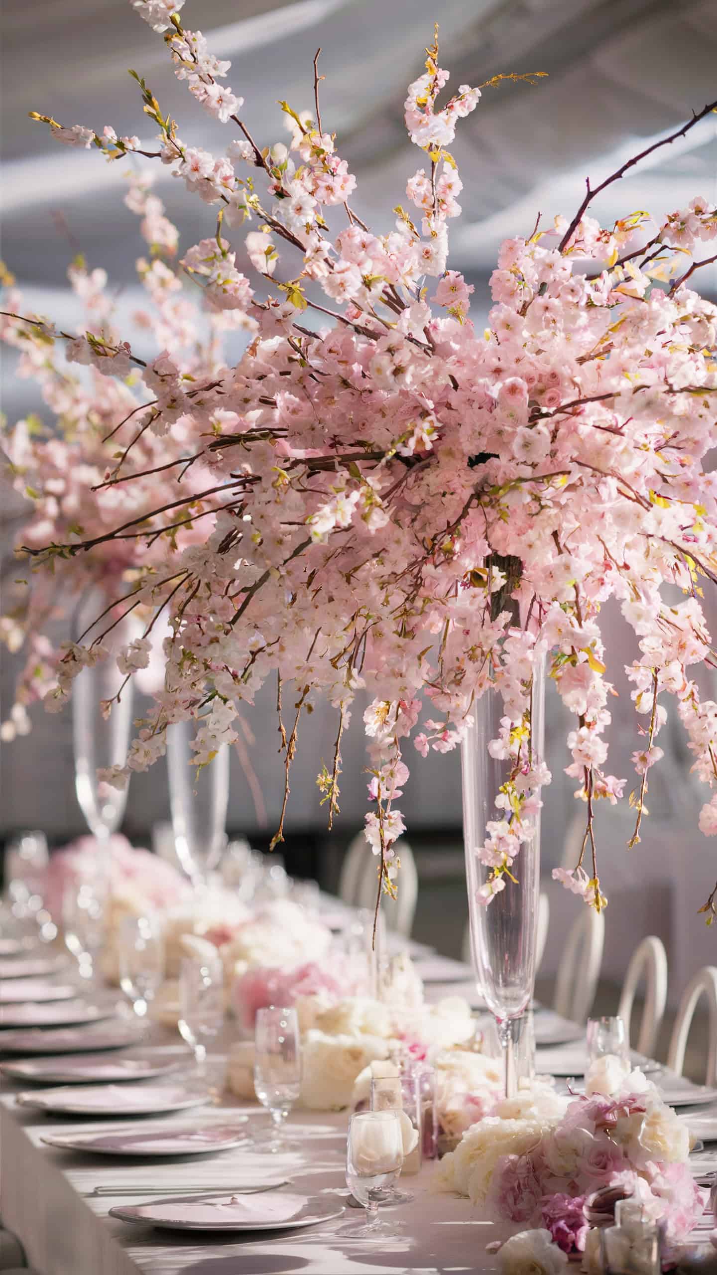 Cherry Blossoms