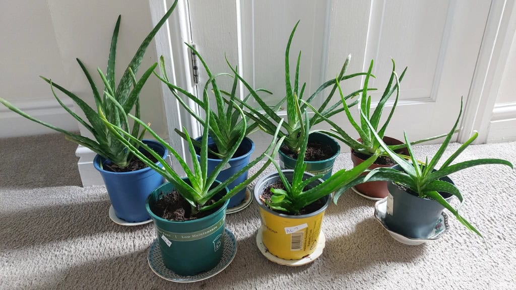 Aloe Vera Low-Maintenance Houseplant