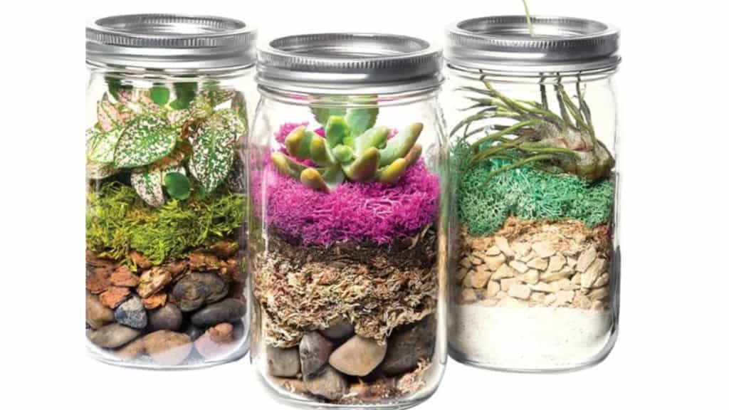 DIY Laguna Mason Jar Terrarium Kit