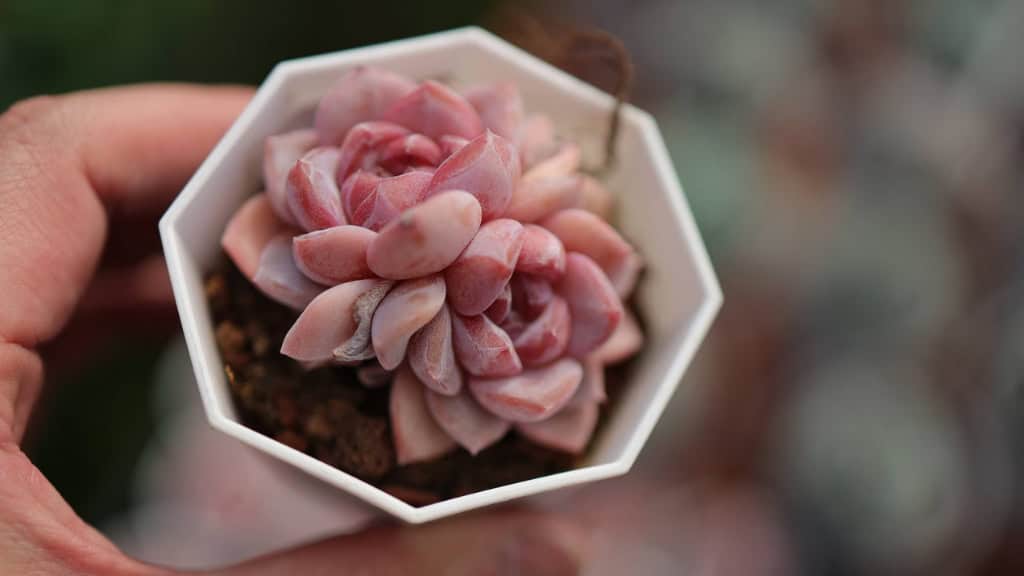 Echeveria Sugar Crystal Succulent Plant