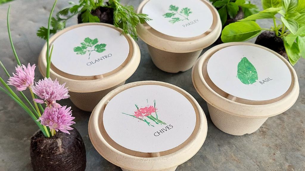 Herb Mini Garden Wedding Favors