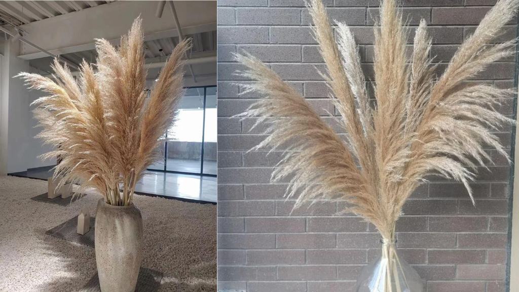 Large Neutral Dried Pampas Grass