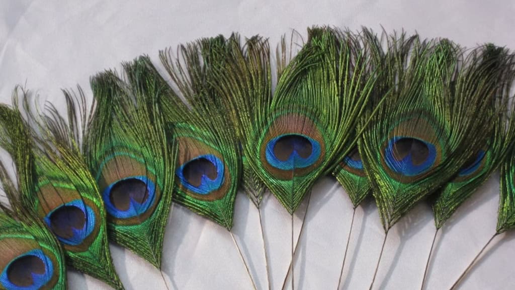 Peacock Eye Feathers Set - 50 Pieces