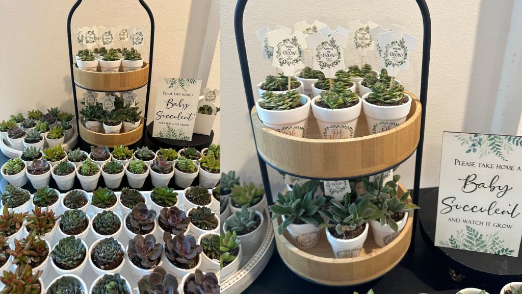 Potted Succulent Favor Collection