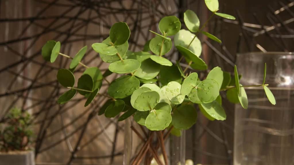 Real Touch Eucalyptus Leaf Stem