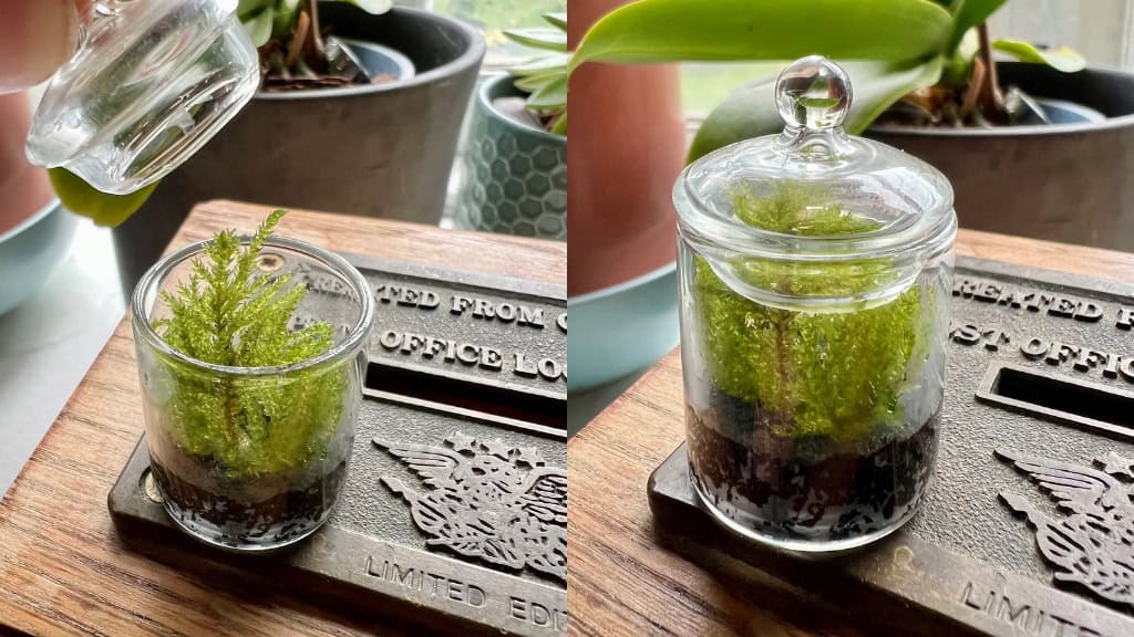 World's Smallest Moss Terrarium